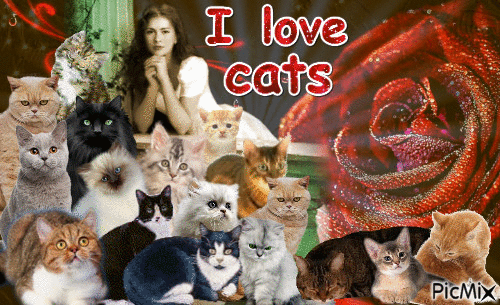 i love cats - Animovaný GIF zadarmo