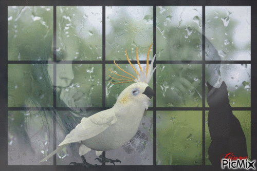 Pappagallo pioggia - GIF animado gratis