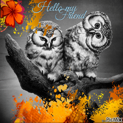 hello owl - GIF animate gratis