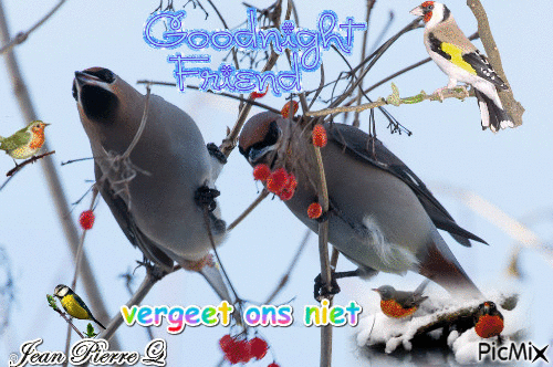 vogels - Free animated GIF