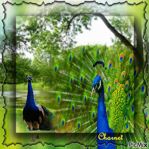 Peacocks - GIF animé gratuit
