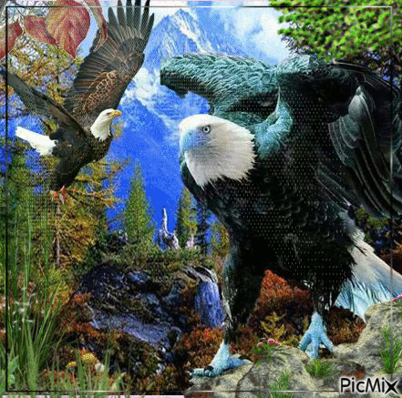 Eagle... - GIF animado grátis