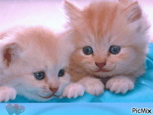 Amazing cats - Darmowy animowany GIF