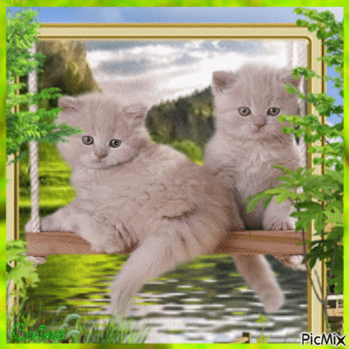 Adorable cats - Nemokamas animacinis gif
