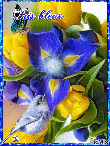 Iris bleus - Free animated GIF