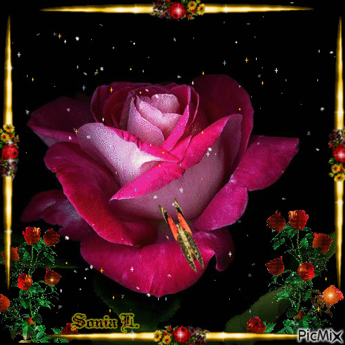 Wonderful rose - Besplatni animirani GIF