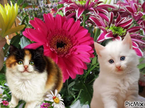 Chats et fleurs - nemokama png