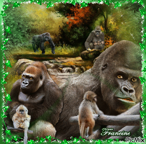 Famille Gorilles - Gratis animeret GIF