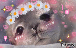 baby weddell seal smol smoochums uwu - Free animated GIF
