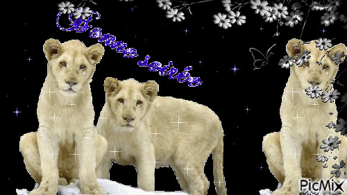lion - Δωρεάν κινούμενο GIF