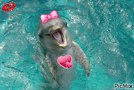 Tendresse de dauphin - GIF animate gratis