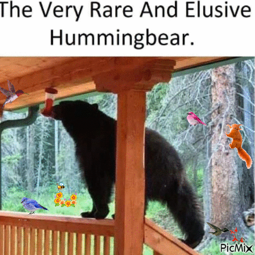 Hummingbear - Darmowy animowany GIF