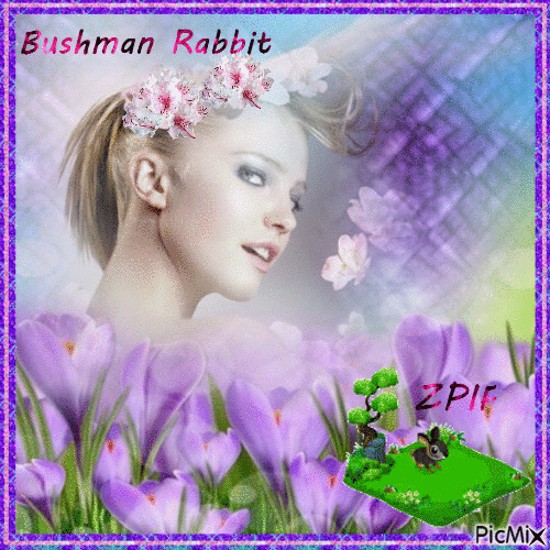 Bushman Rabbit - GIF animé gratuit