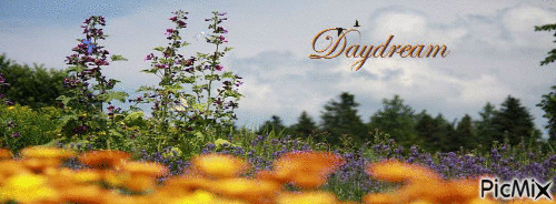 daydream - GIF เคลื่อนไหวฟรี