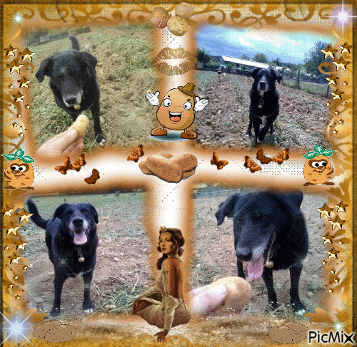 hah mon chien et les pomme de terre - Darmowy animowany GIF