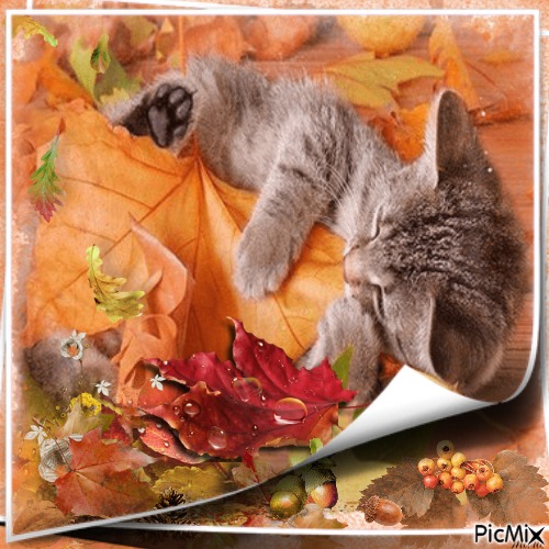 le chat et couleurs d'automne - png gratis