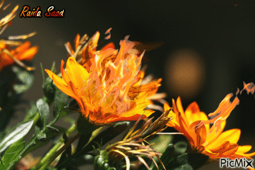Burning flower - GIF animé gratuit