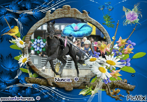 Le champion Nuncio. © - Gratis animeret GIF