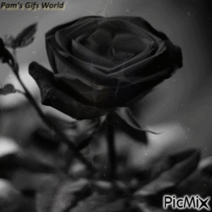 Black Rose - GIF animasi gratis