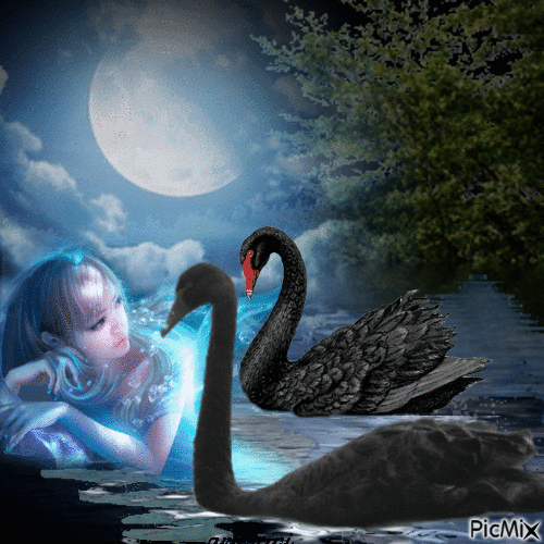A swan lake at night - Δωρεάν κινούμενο GIF