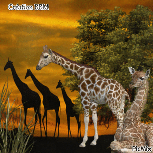 Girafes par BBM - Nemokamas animacinis gif