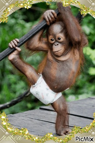 Bébé gorille il montre qu`il est fort - Free PNG