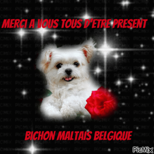 Bichon Maltais Belgique - Бесплатный анимированный гифка