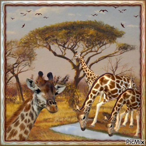 Giraffen - png ฟรี