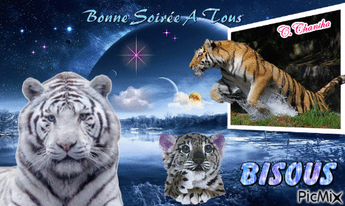BONNE SOIRÉE A TOUS - Free animated GIF