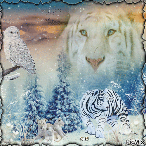 Tigre blanc - 免费动画 GIF