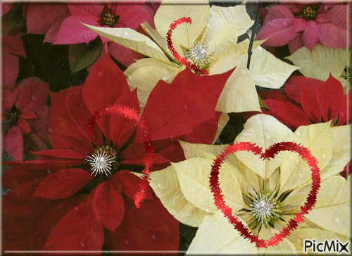 fleur de Noel - Gratis geanimeerde GIF