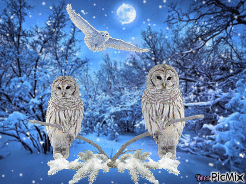 winter owl - Animovaný GIF zadarmo