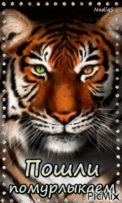 тигр - Besplatni animirani GIF