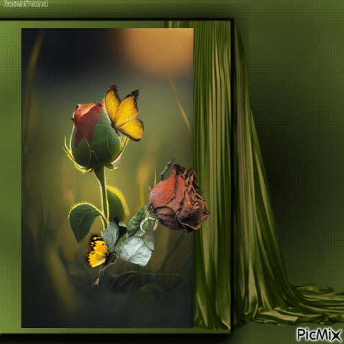 Schmetterlinge - Besplatni animirani GIF