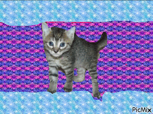 mon chat qui memanque - GIF animasi gratis