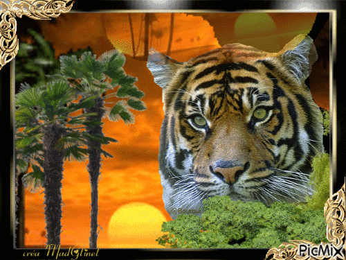 le tigre - Animovaný GIF zadarmo