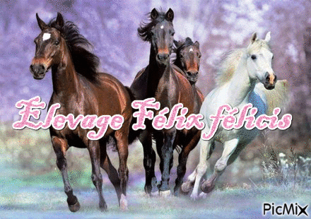 pour caballos - Besplatni animirani GIF
