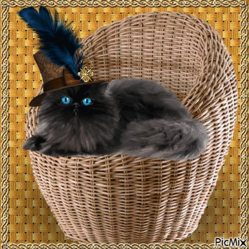 black cat 😻❣ - Darmowy animowany GIF
