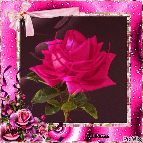 Pink Rose. - Gratis animerad GIF