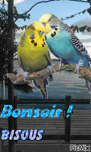 Bonsoir - Δωρεάν κινούμενο GIF