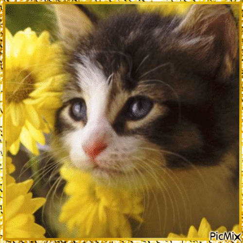 Chat avec des fleurs - Ilmainen animoitu GIF