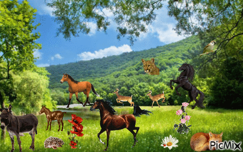 horseing around - Zdarma animovaný GIF