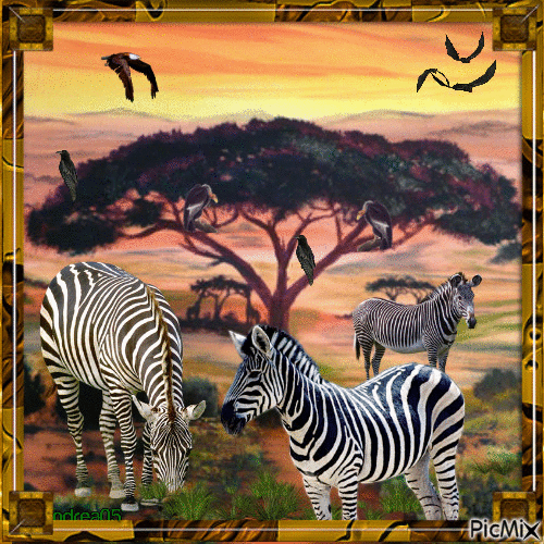 African savanna - Zebra - 免费动画 GIF