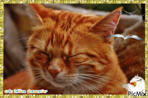 chat roux - Ilmainen animoitu GIF