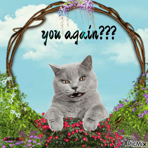 You again cat - Free animated GIF