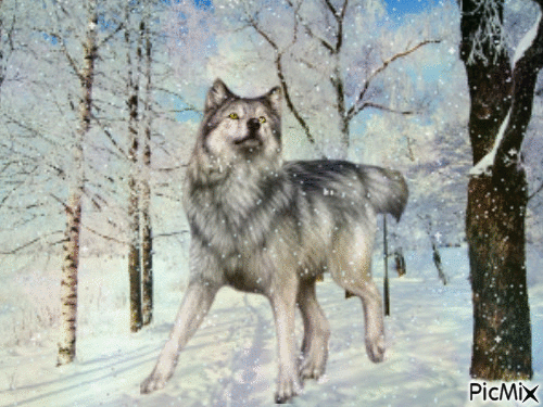Amazing Wolf - Ingyenes animált GIF