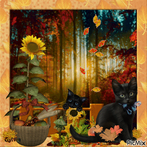 Die schwarze Katze ! - GIF animate gratis
