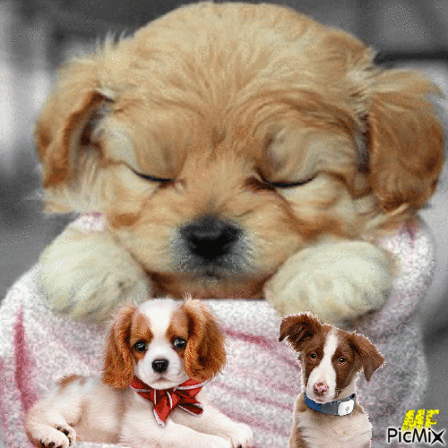 les petits chiens - Besplatni animirani GIF