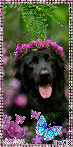 Petit chien entouré de fleurs - Gratis animerad GIF