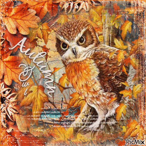 Autumn owl - Zdarma animovaný GIF